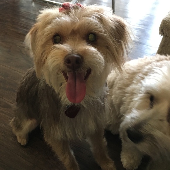 Meet your Posher, Amélie - Picture 2 of 4